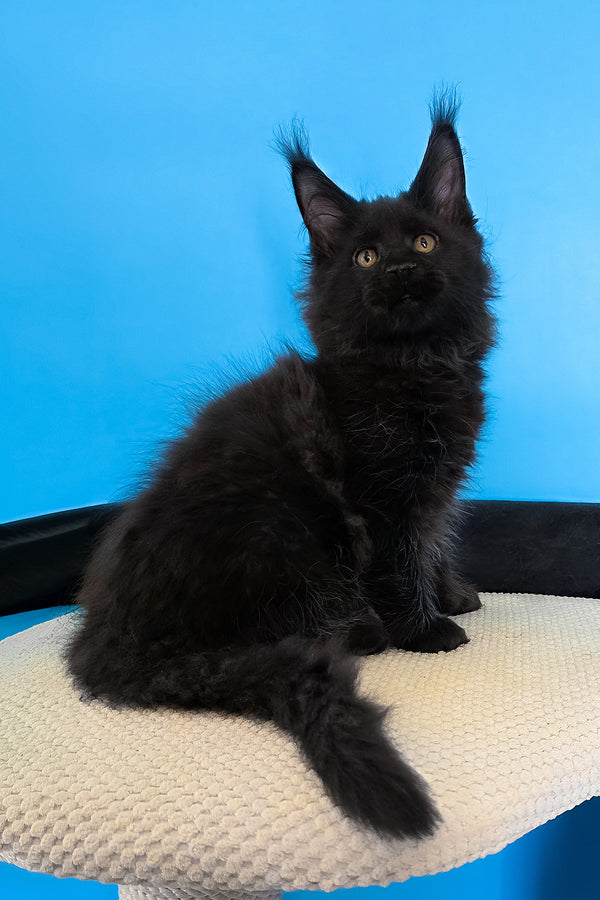Margarita | Maine Coon Kitten