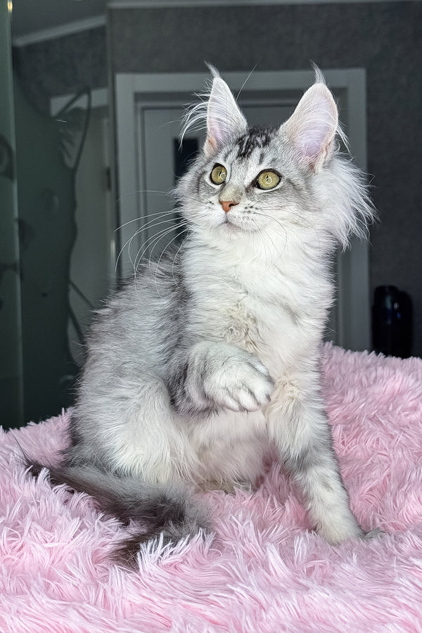Margo | Maine Coon Kitten