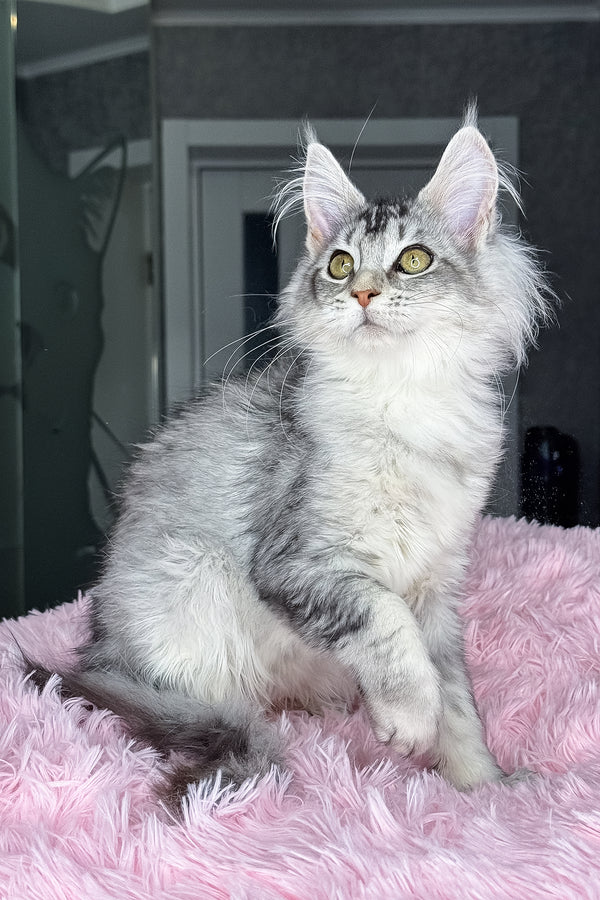 Margo | Maine Coon Kitten