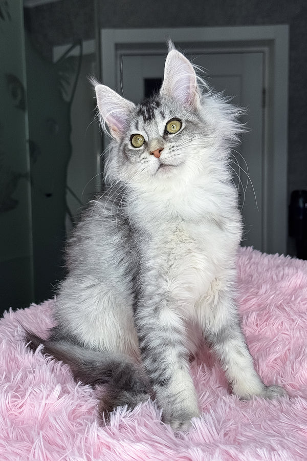 Margo | Maine Coon Kitten