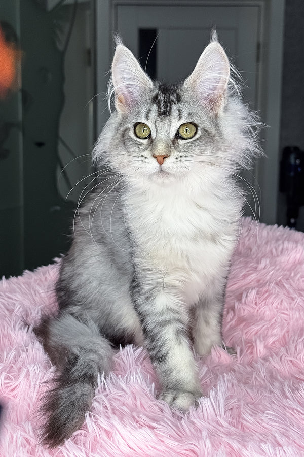 Margo | Maine Coon Kitten