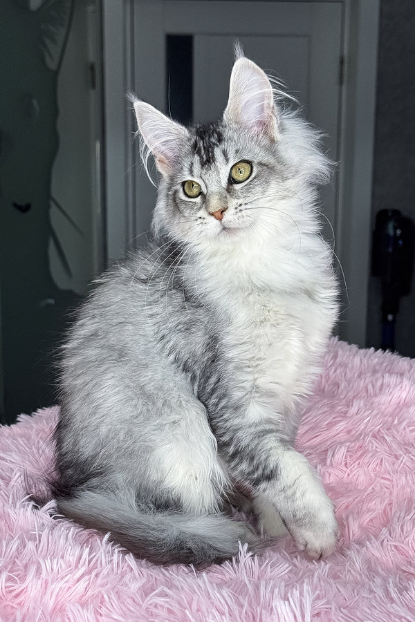 Margo | Maine Coon Kitten