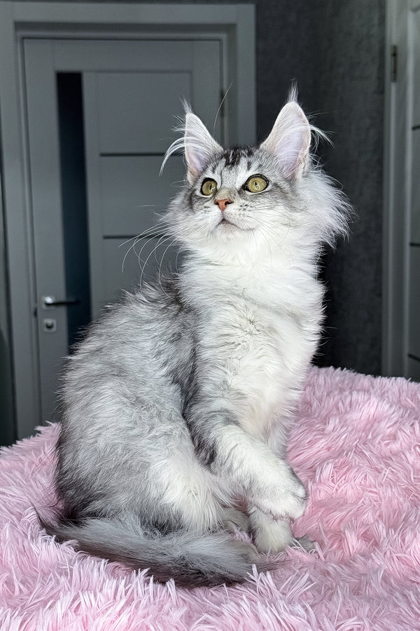 Margo | Maine Coon Kitten