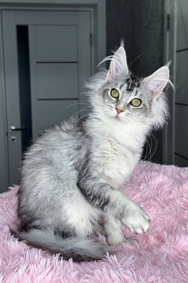 Margo | Maine Coon Kitten