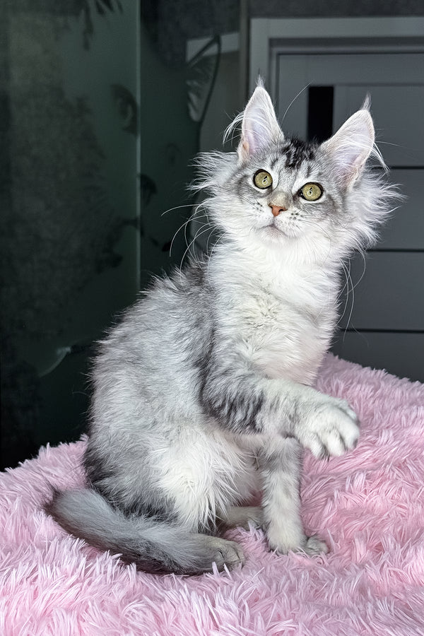 Margo | Maine Coon Kitten