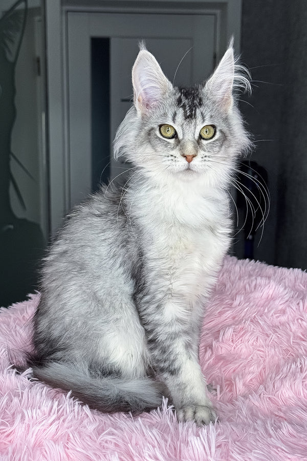 Margo | Maine Coon Kitten