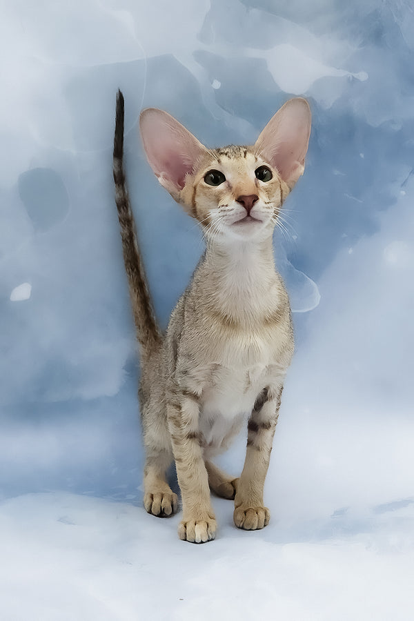 Marian | Oriental Shorthair Kitten