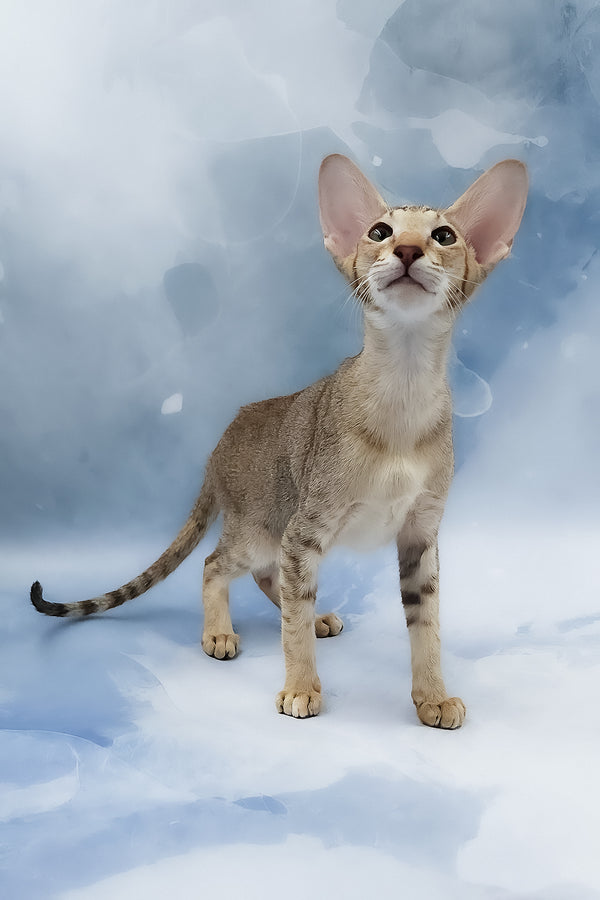 Marian | Oriental Shorthair Kitten