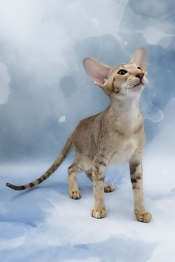 Marian | Oriental Shorthair Kitten