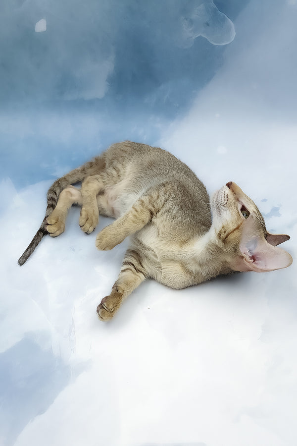Marian | Oriental Shorthair Kitten