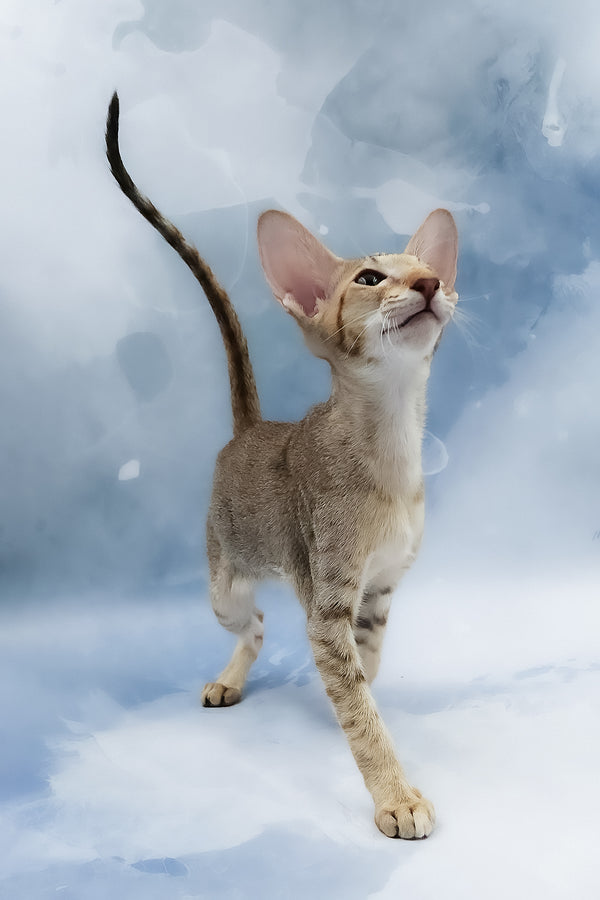 Marian | Oriental Shorthair Kitten