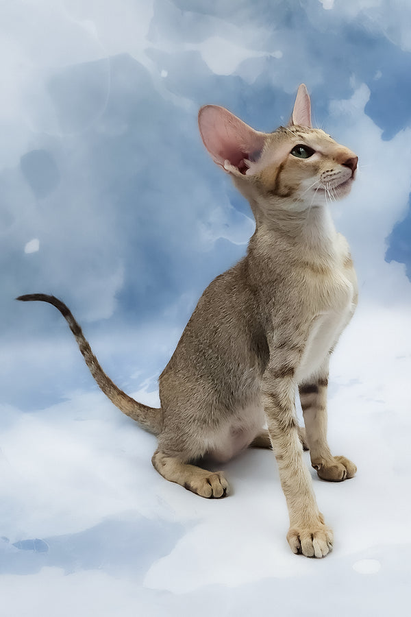 Marian | Oriental Shorthair Kitten