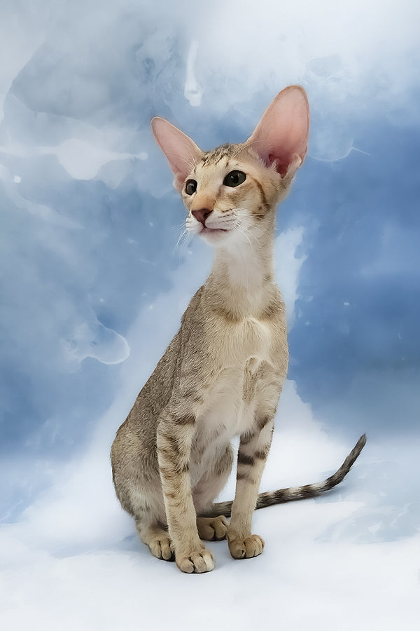 Marian | Oriental Shorthair Kitten