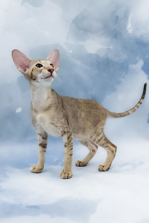 Marian | Oriental Shorthair Kitten