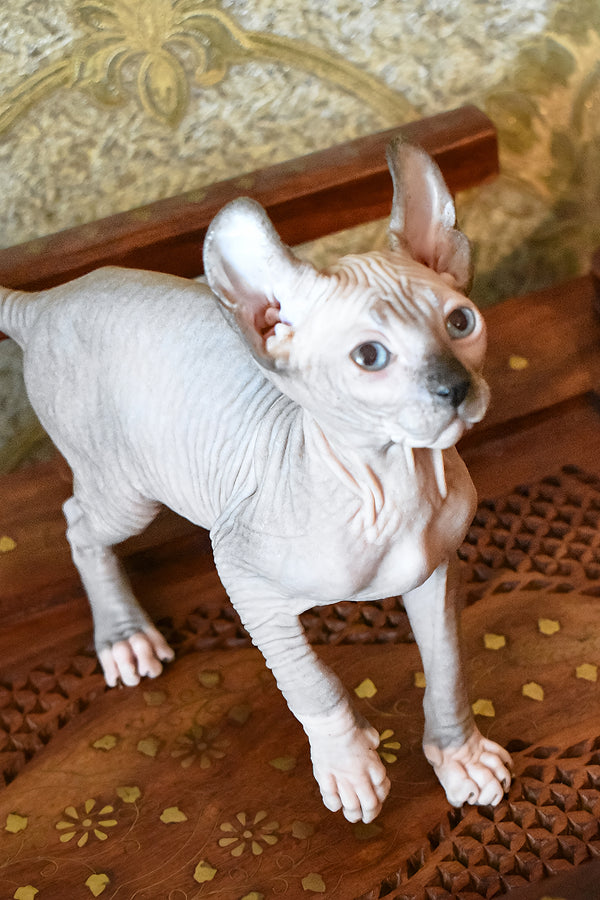 Mark | Elf Sphynx Kitten