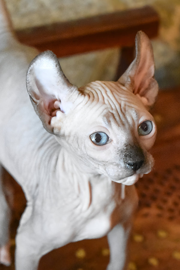 Mark | Elf Sphynx Kitten
