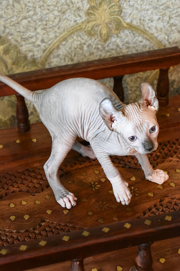 Mark | Elf Sphynx Kitten