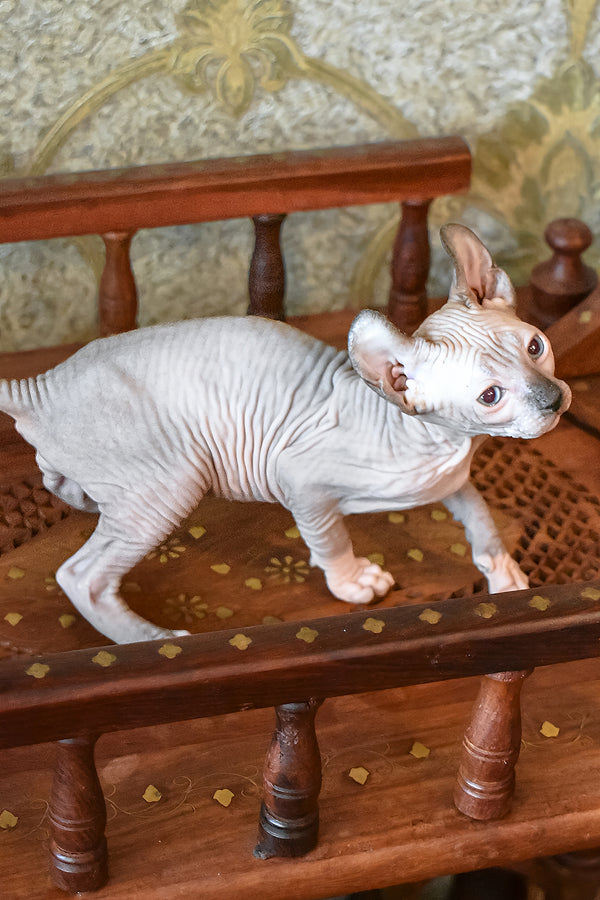 Mark | Elf Sphynx Kitten