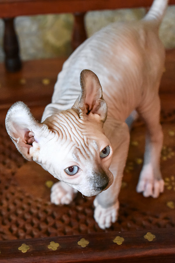 Mark | Elf Sphynx Kitten