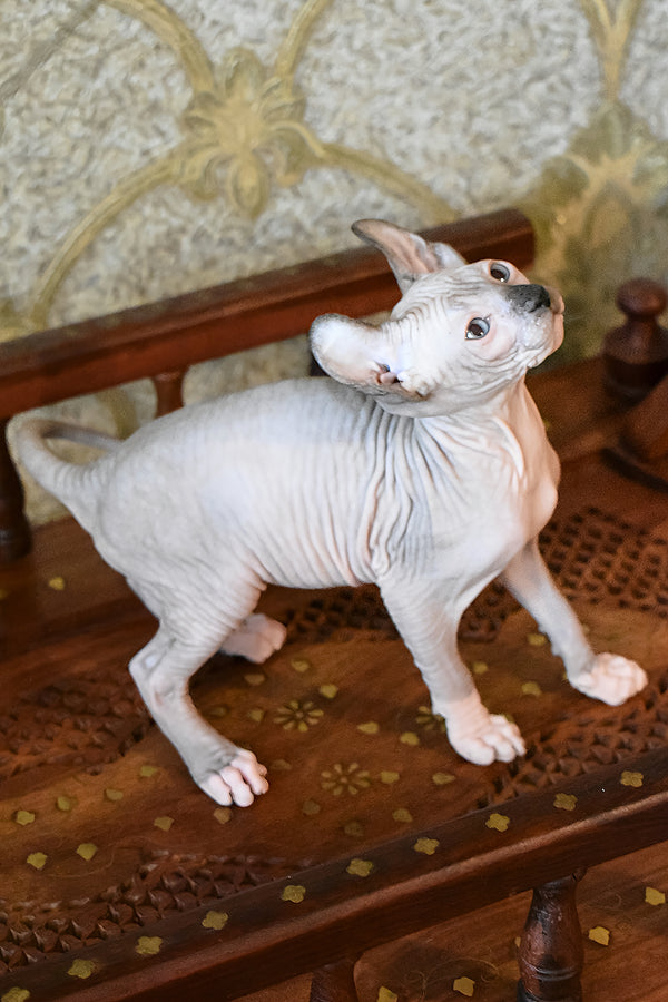 Mark | Elf Sphynx Kitten