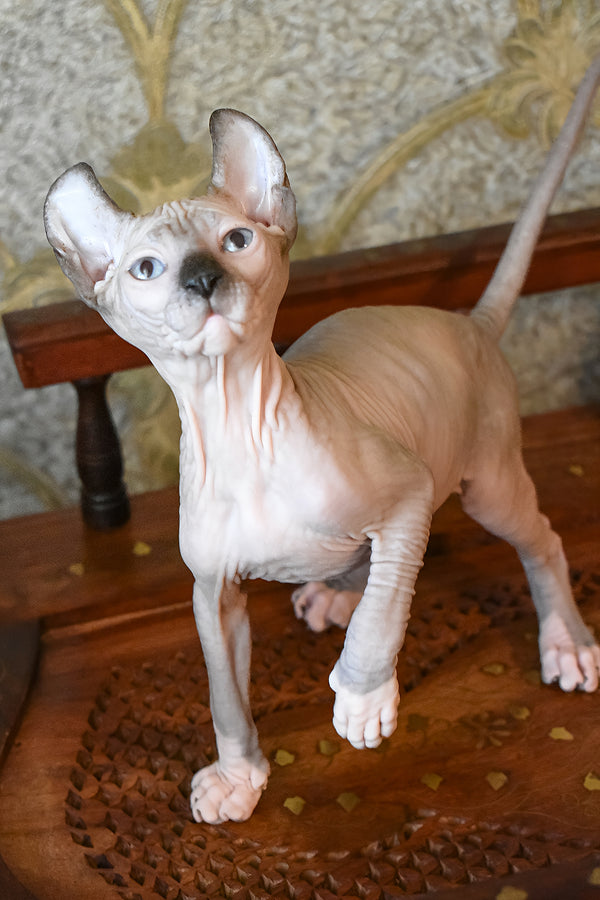 Mark | Elf Sphynx Kitten