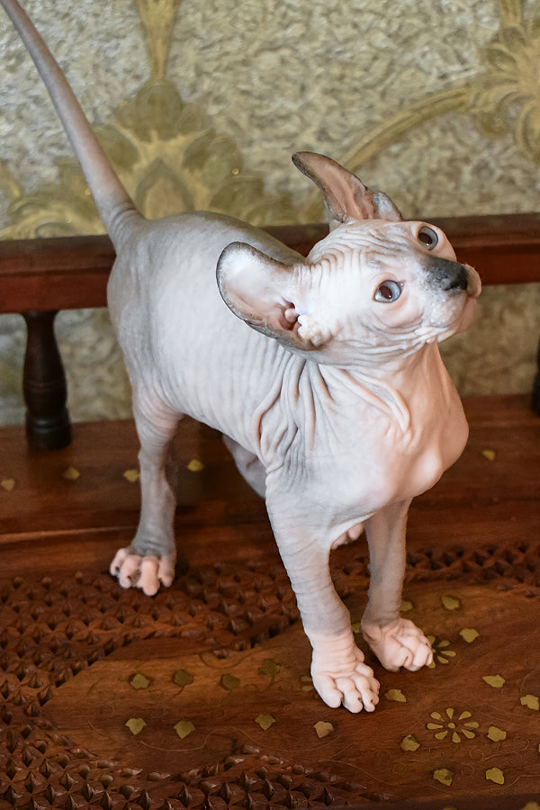 Mark | Elf Sphynx Kitten