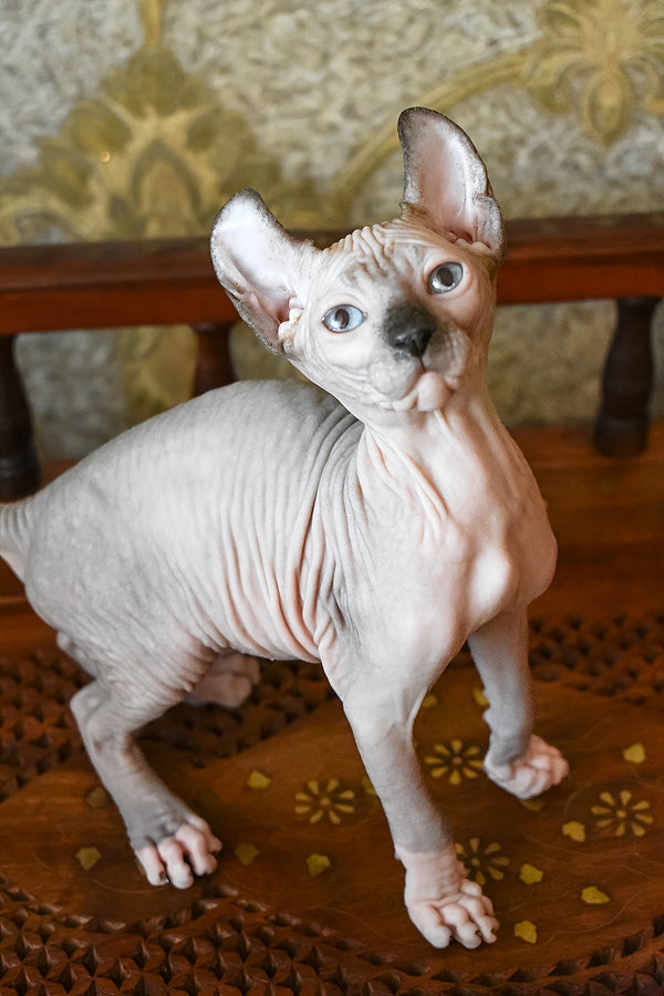 Mark | Elf Sphynx Kitten