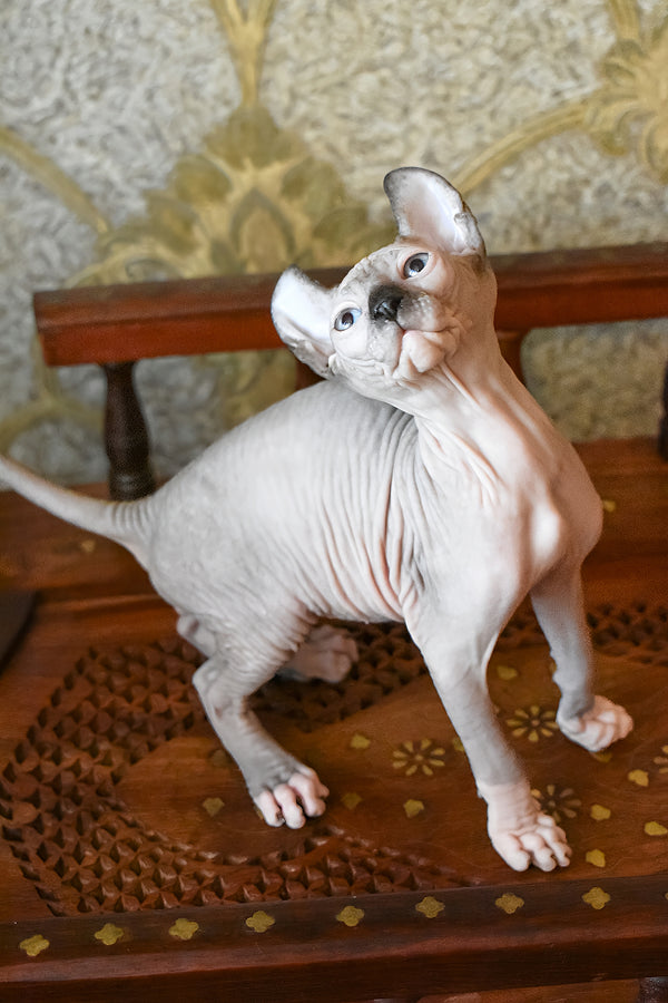 Mark | Elf Sphynx Kitten