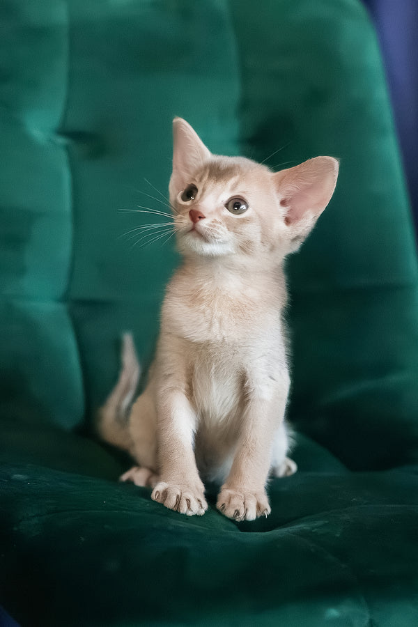 Mark | Abyssinian Kitten