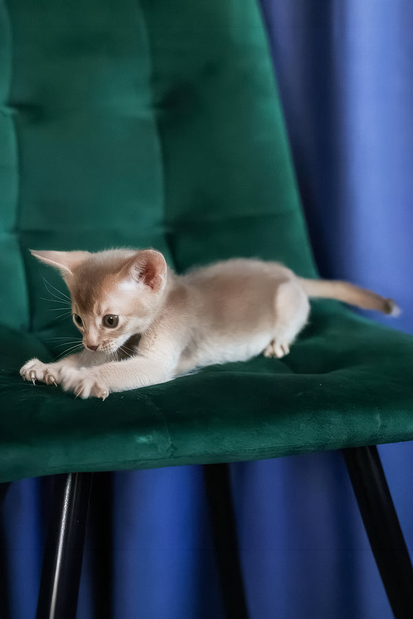 Mark | Abyssinian Kitten