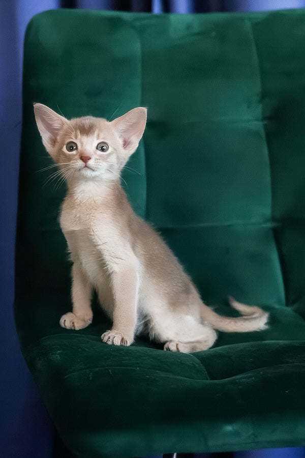 Mark | Abyssinian Kitten