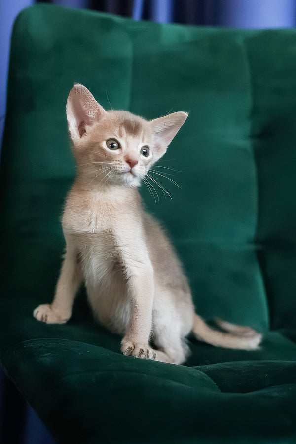 Mark | Abyssinian Kitten