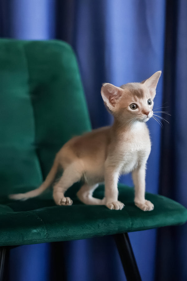 Mark | Abyssinian Kitten