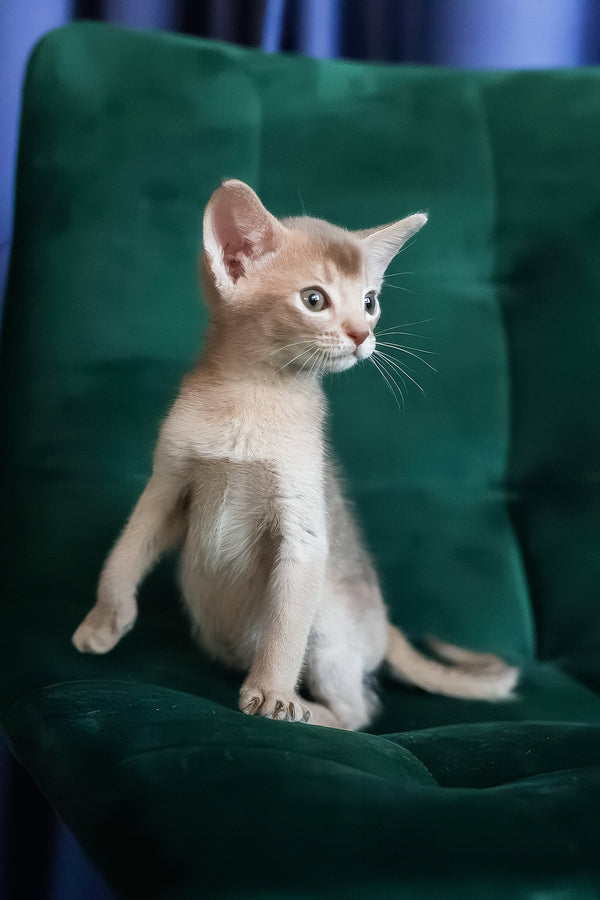 Mark | Abyssinian Kitten
