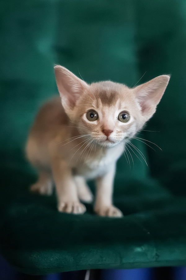 Mark | Abyssinian Kitten