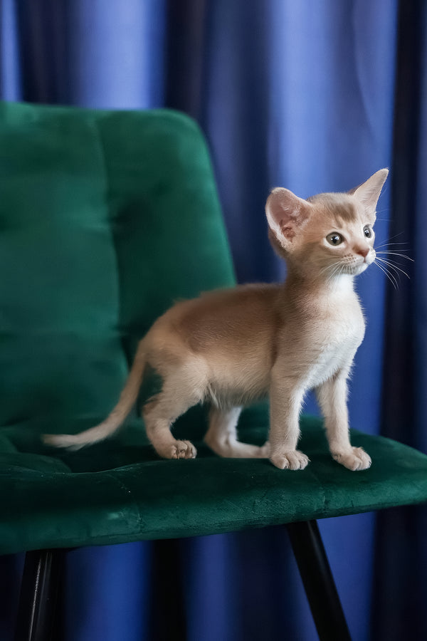 Mark | Abyssinian Kitten