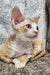 Mars | Devon Rex Kitten