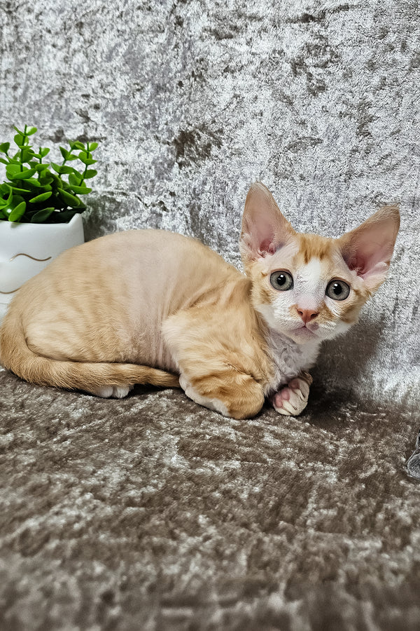 Mars | Devon Rex Kitten