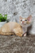 Mars | Devon Rex Kitten