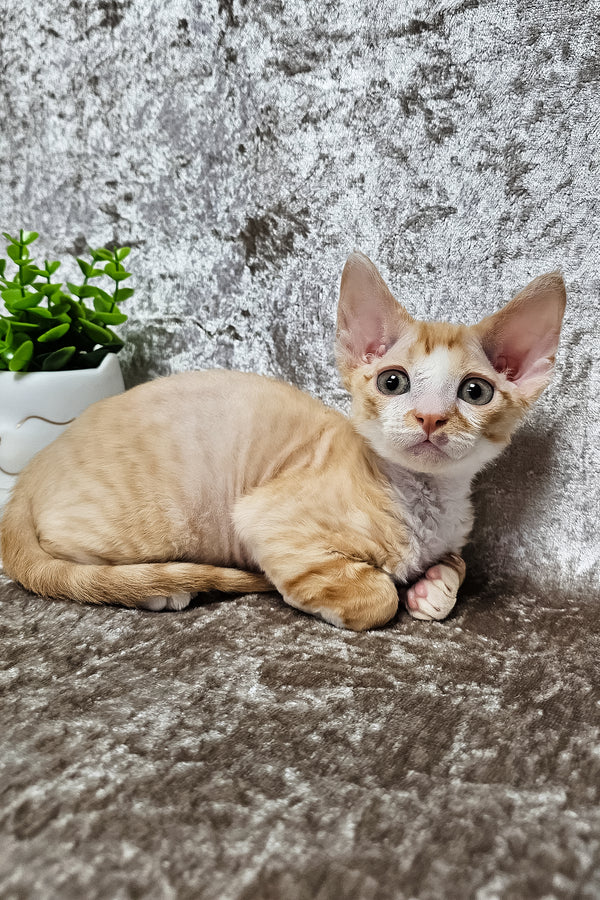 Mars | Devon Rex Kitten