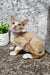 Mars | Devon Rex Kitten