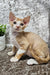 Mars | Devon Rex Kitten