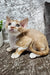 Mars | Devon Rex Kitten