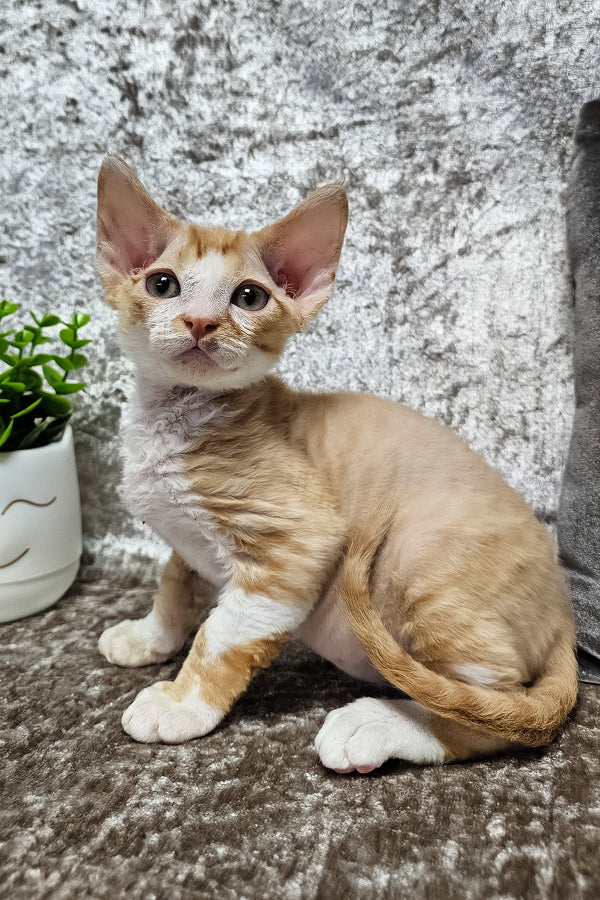 Mars | Devon Rex Kitten