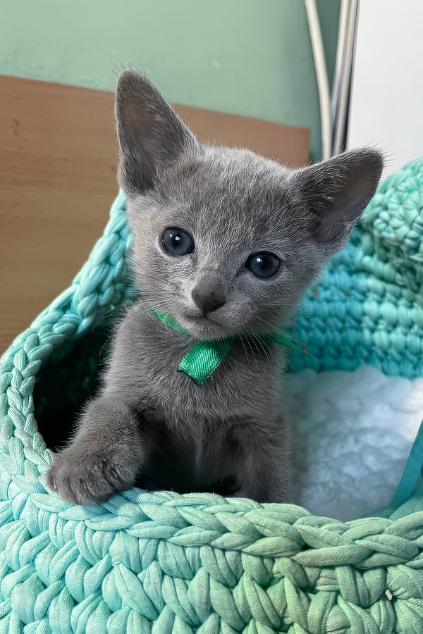 Mars | Russian Blue Kitten