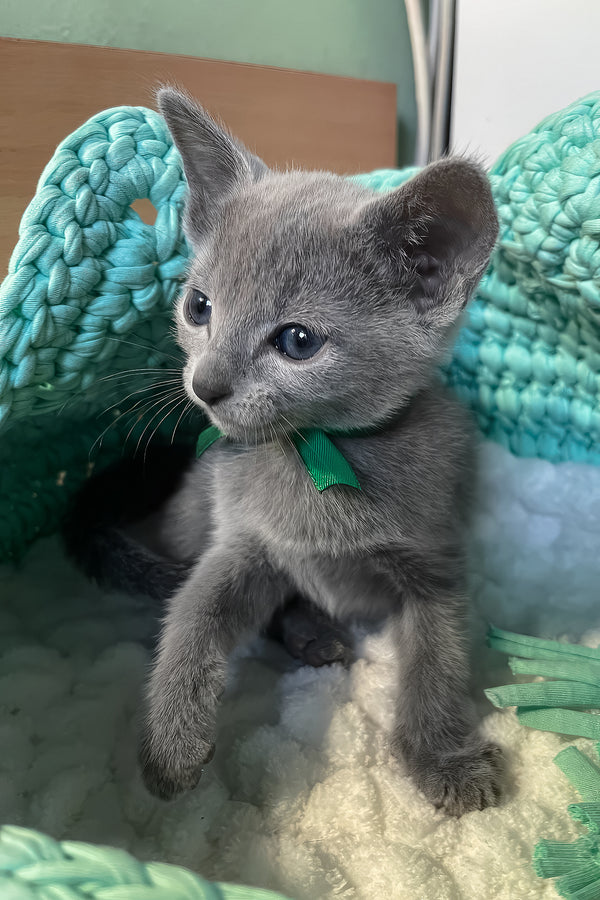 Mars | Russian Blue Kitten