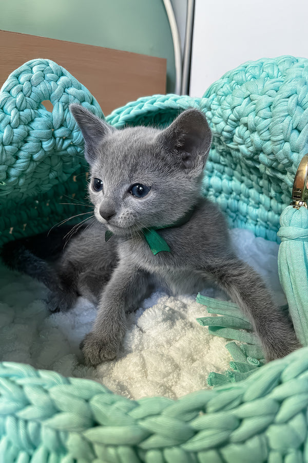 Mars | Russian Blue Kitten