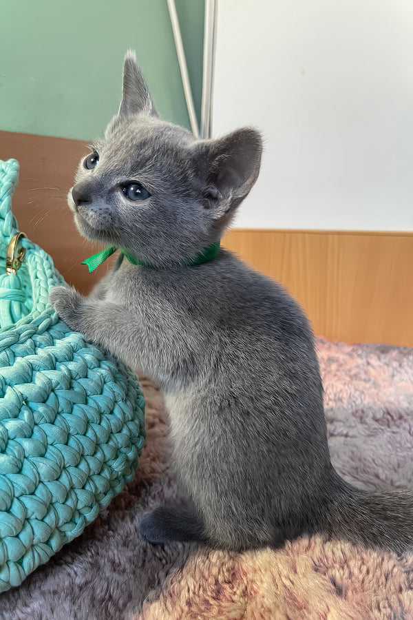 Mars | Russian Blue Kitten
