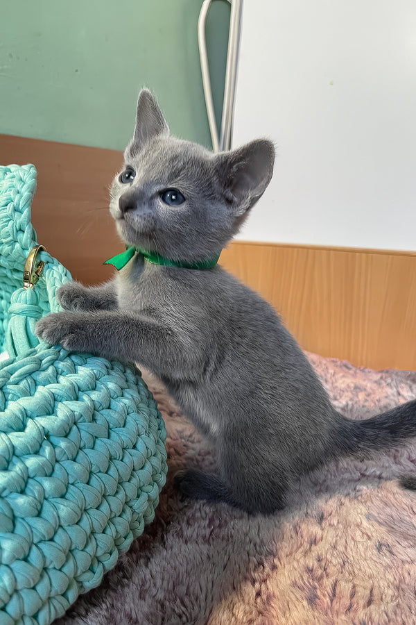 Mars | Russian Blue Kitten