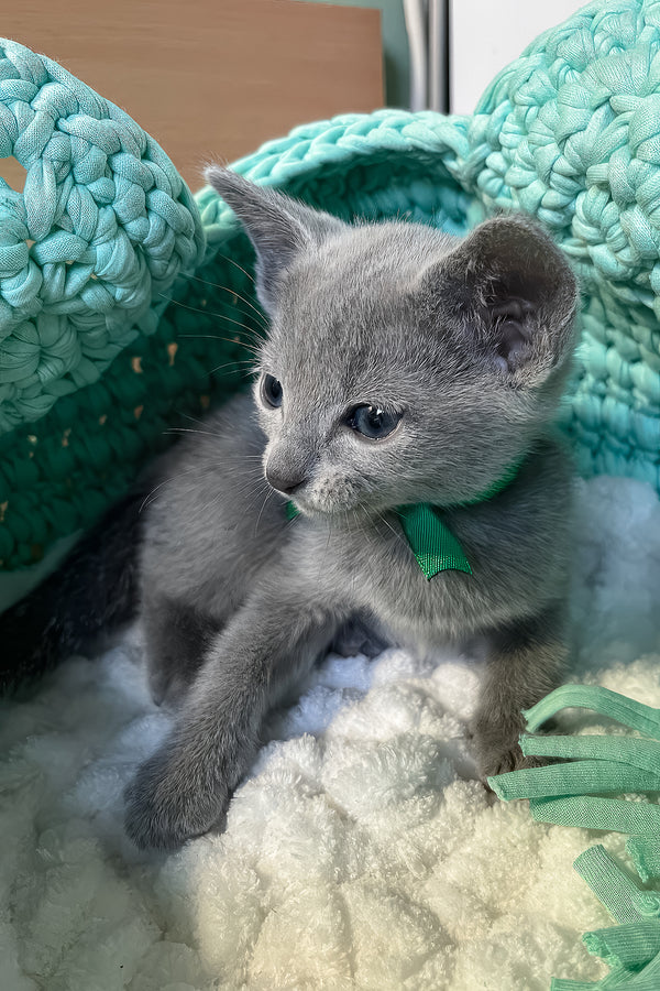 Mars | Russian Blue Kitten